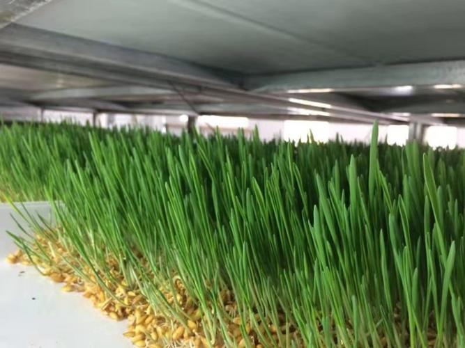 牧草培育设备水培牧草日产100kg全自动芽苗菜机智能芽苗机发芽机