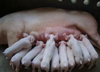 永宁县胜利乡天佑能繁母猪养殖场6