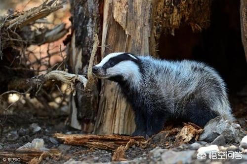 现在农村有哪些野生动物是可以随意捕杀的?