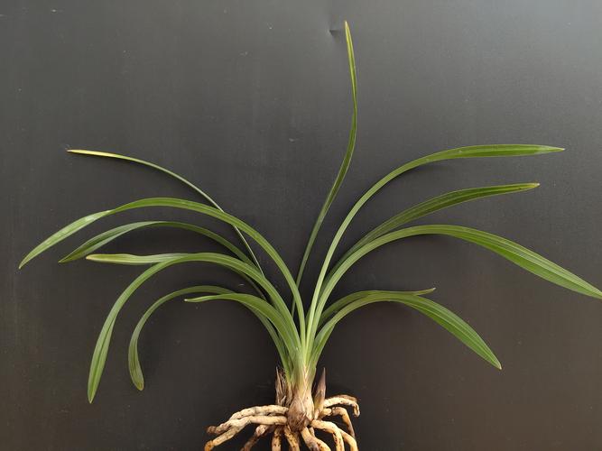 浙江嘉兰大富富贵老种春兰荷瓣传统名品兰花花卉