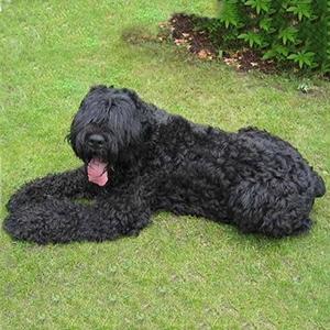 黑俄罗斯梗图片