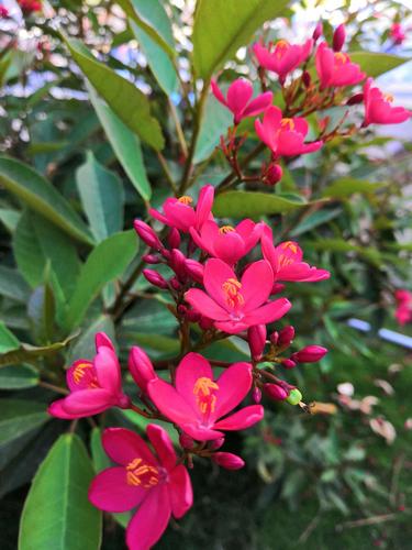 三亚的热带植物:琴叶珊瑚花(别名:变叶珊瑚花)