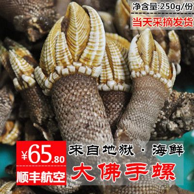 东海象山大佛手螺250g 狗爪螺 龟脚螺 观音手 石浦海鲜 新鲜鲜活