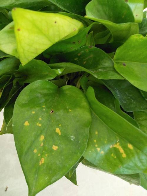 绿萝叶子发黄,长黄斑,怎么办?