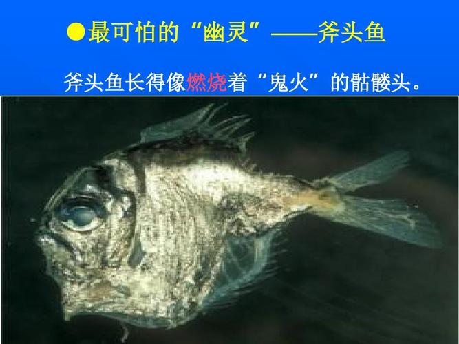 最可怕的"幽灵"——斧头鱼 斧头鱼长得像燃烧着"鬼火"的骷髅头.