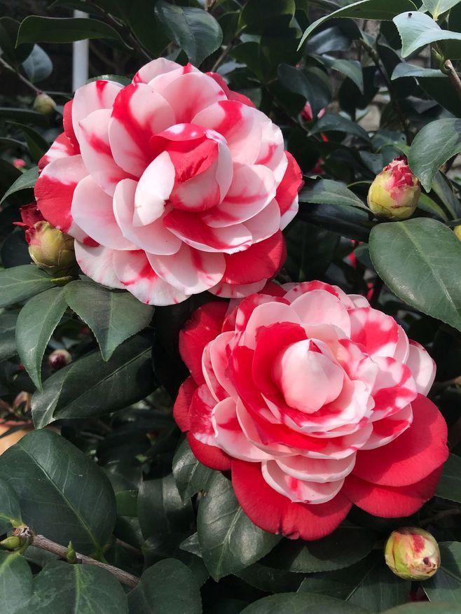 茶花品种:复色迪克