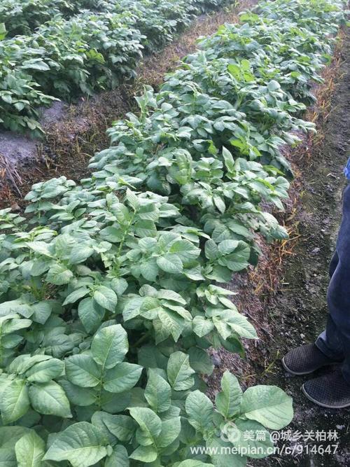 新会城乡农资有限公司在恩平市牛江镇使用杜邦康宽防