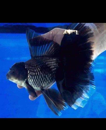 自养泰国巨人狮f1出售