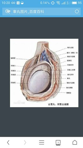 睾丸是什么长的是什么样的我想看图片