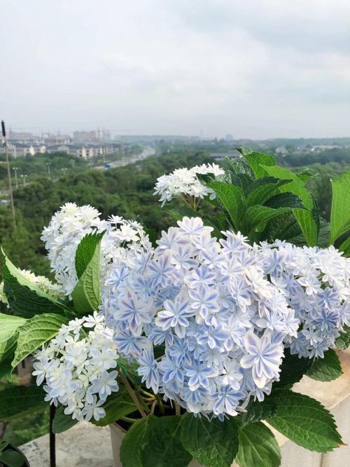 绣球的花开盛宴将启,你还不来吗?