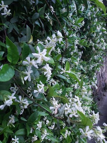 漂亮的络石藤花墙复制