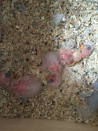 请问 我的牡丹鹦鹉下了五个蛋 出了四只死了一只 一个