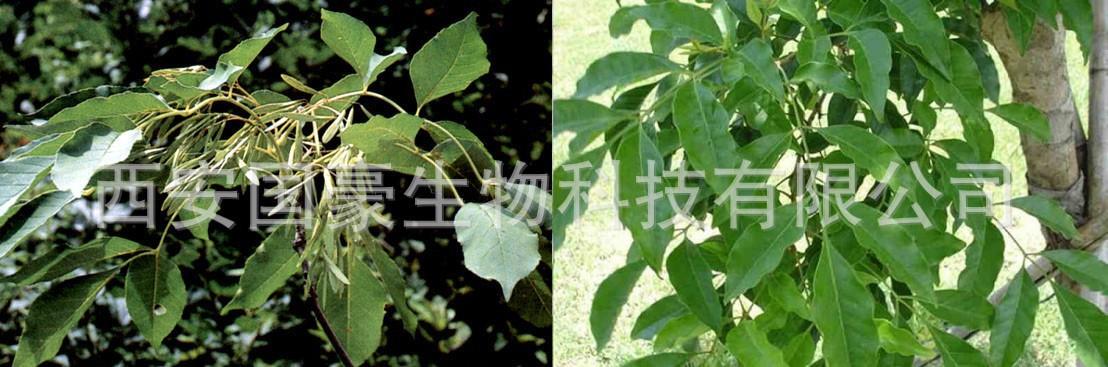 【免费拿样】白蜡木提取物 白蜡木树脂提取物 白蜡树粉 500克