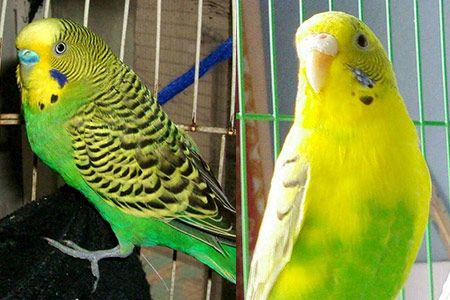 【图】虎皮鹦鹉叫声代表什么 这三种含义要记牢