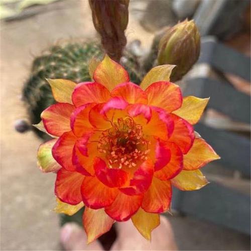 红色经典自选励志荷花读本爱国教育儿童文学儿童文学