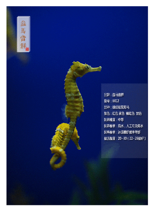 活体海马 宠物海马 海水观赏鱼 人工繁殖线纹海马 包损包活