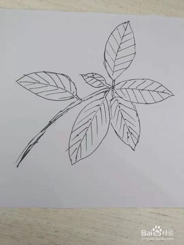 怎么画一石楠树的叶子.