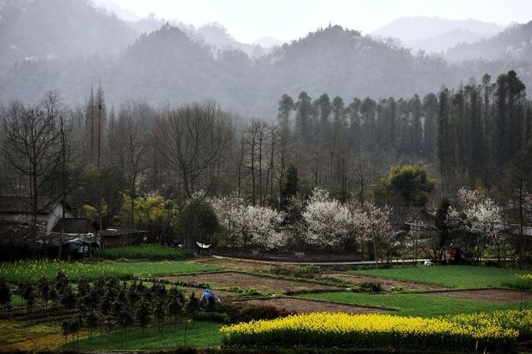 红叶李 郁金香 山樱花 桃花 梨花 丹景山看花灯