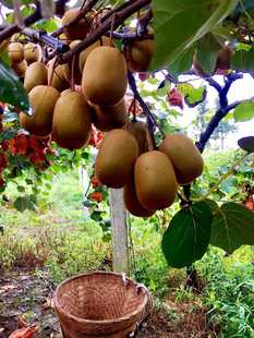 黄心猕猴桃 正宗蒲江猕猴桃 新鲜水果奇异果产地批发包邮