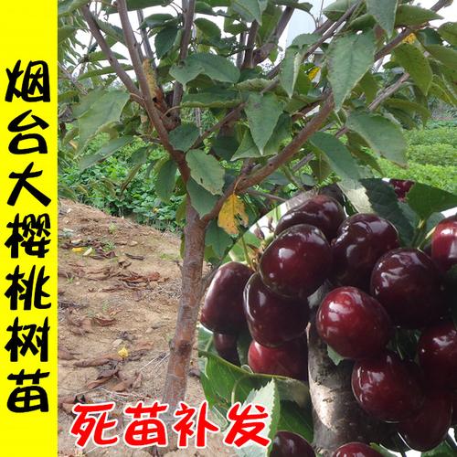 福晨福星大樱桃树苗烟台农科院南方北方种植地栽俄罗斯8号樱桃苗