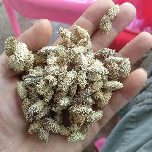 中药材新品野生苍耳茶仓荆棘老鼠500g优质选装其他药食同源食品