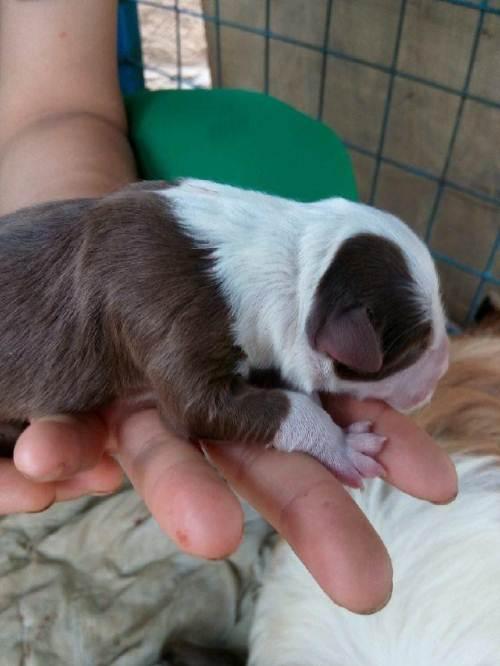 双血统边牧公母都有欢迎预订