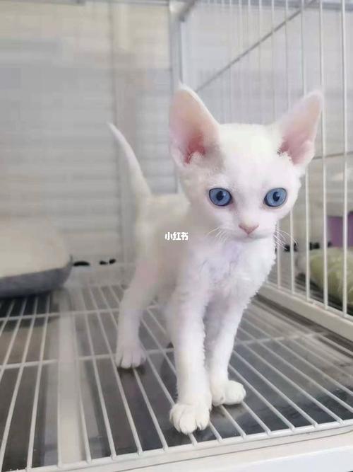 蓝眼睛德文妹妹 1.5w_杭州自由行热门攻略_德文卷毛猫