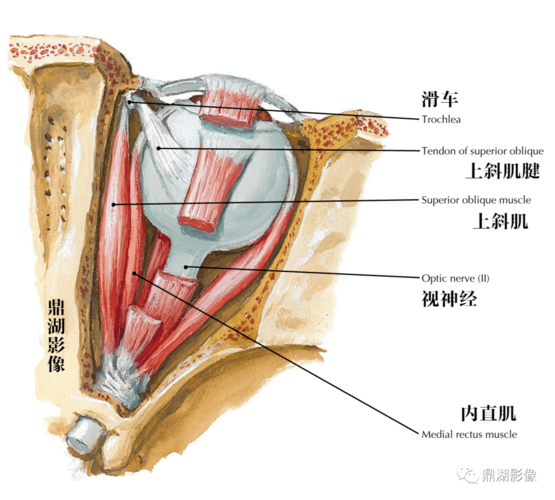 让你过目不忘,非常容易误诊小结构—滑车钙化