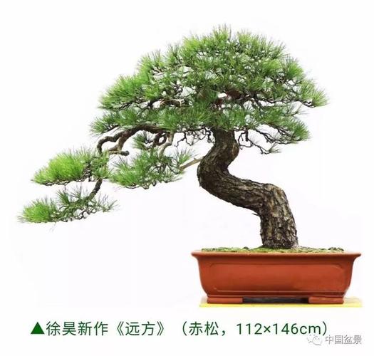 柯孝仁:岁月喂养风雅——读崖柏盆景《千姿百态》