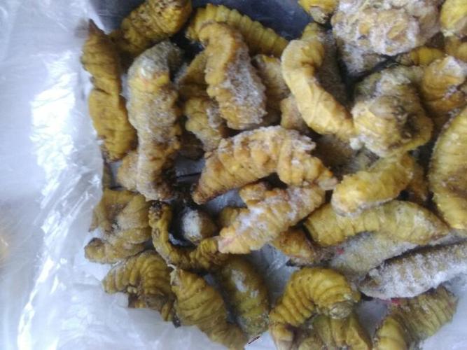 像茧蛹似的,比茧蛹还大又有点像虫子的是什么啊