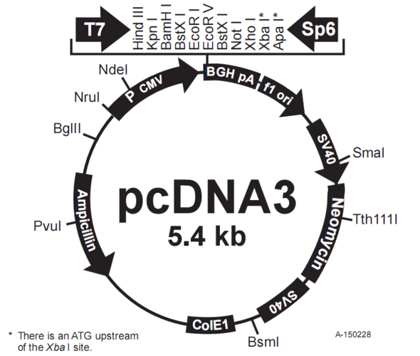 pcdna3.0载体质粒_图谱序列价格抗性信息-淼灵质粒平台