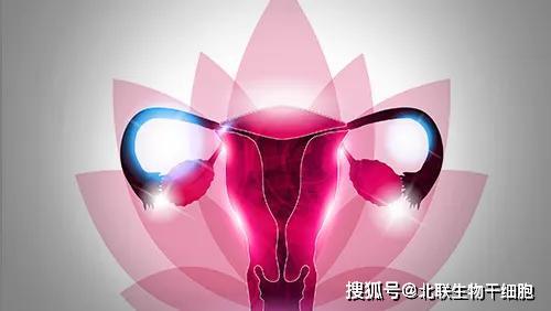 北联凤血干细胞修复卵巢结构,助力女性健康