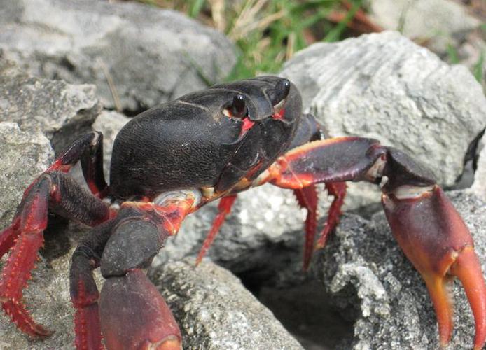 这是什么螃蟹?有毒么?