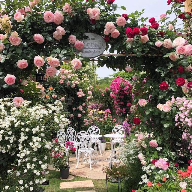 kawata的月季花园,美的让人窒息!