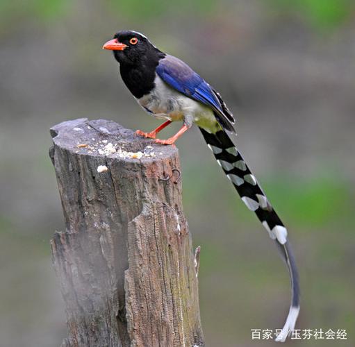 红嘴蓝鹊,为鸦科蓝鹊属的鸟类,尾巴长而可爱