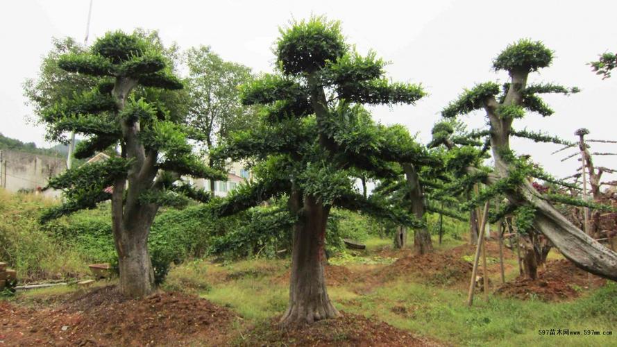 造型榆树