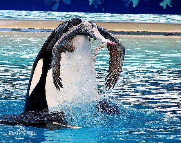 虎鲸捕猎的图片.听说你们觉得我超萌?还什么大熊猫,奥利奥?