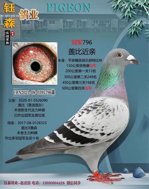 500公里冠军_钰森鸽业 -中信网爱鸽商城