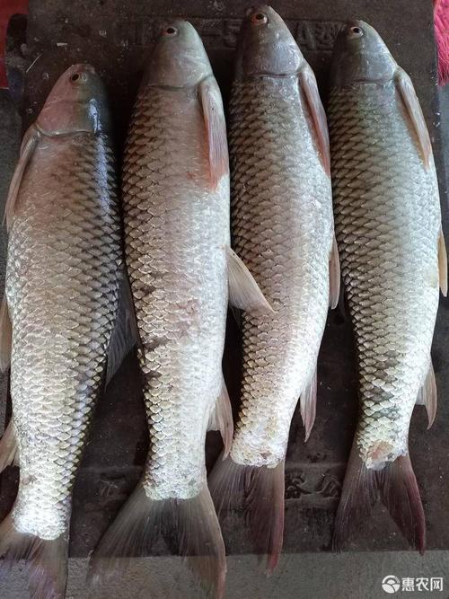 鲮鱼 大麦鲮