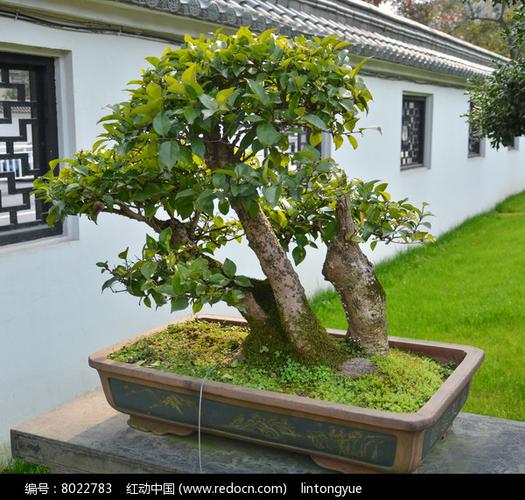 盆景植物多干式柞木