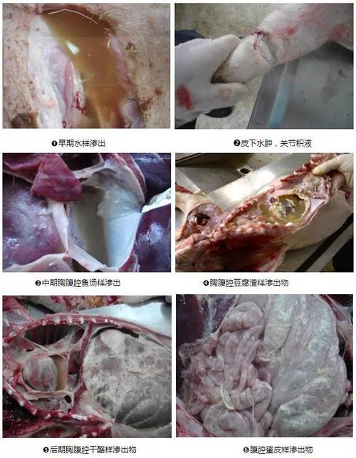 三,猪副嗜血杆菌病的病理剖检二,猪副嗜血杆菌的主要临床症状猪副嗜血