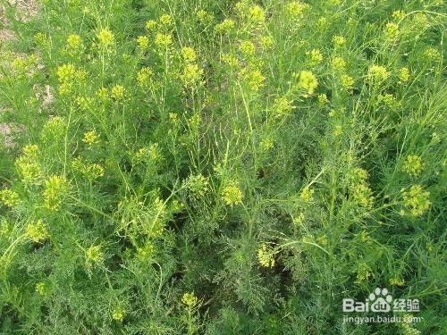 如何食用麦蒿种子