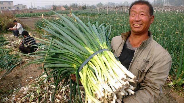 大葱怎么放才能不干不烂2个小窍门很实用操作简单效果很好