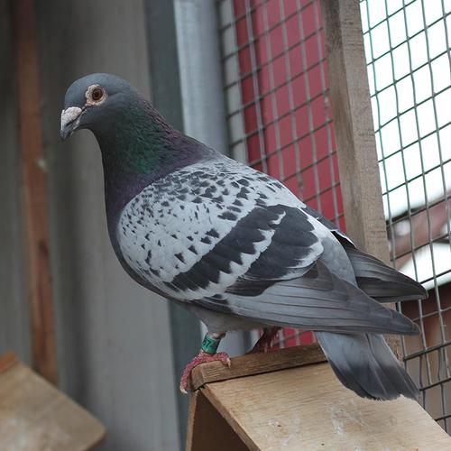 信鸽活体一对原配种鸽子赛格瓦灰雨点白羽王青年鸽幼鸽成绩鸽肉鸽