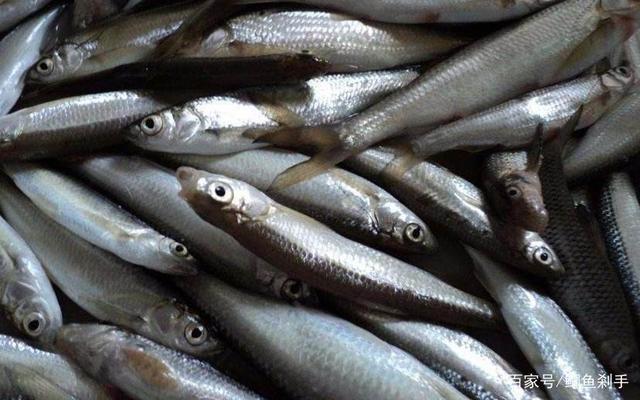 1),野钓常见小杂鱼的种类. ①白条鱼.