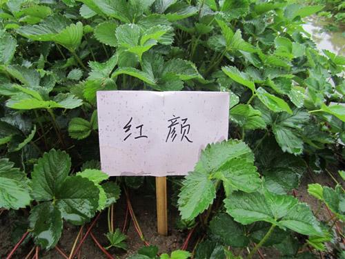 红颜草莓苗