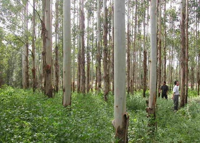 速生桉树经济效益更加明显,人工种植的一般3到5年就可以采伐了,平均每
