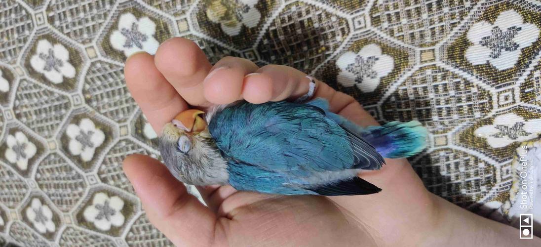 牡丹鹦鹉好像得病了