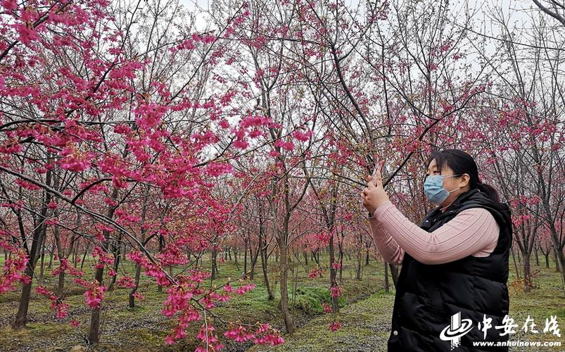 安徽长丰樱花小镇樱花开赏景防疫两相宜