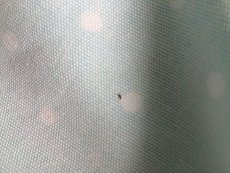 家里床单衣柜里都有虫子怎么办?